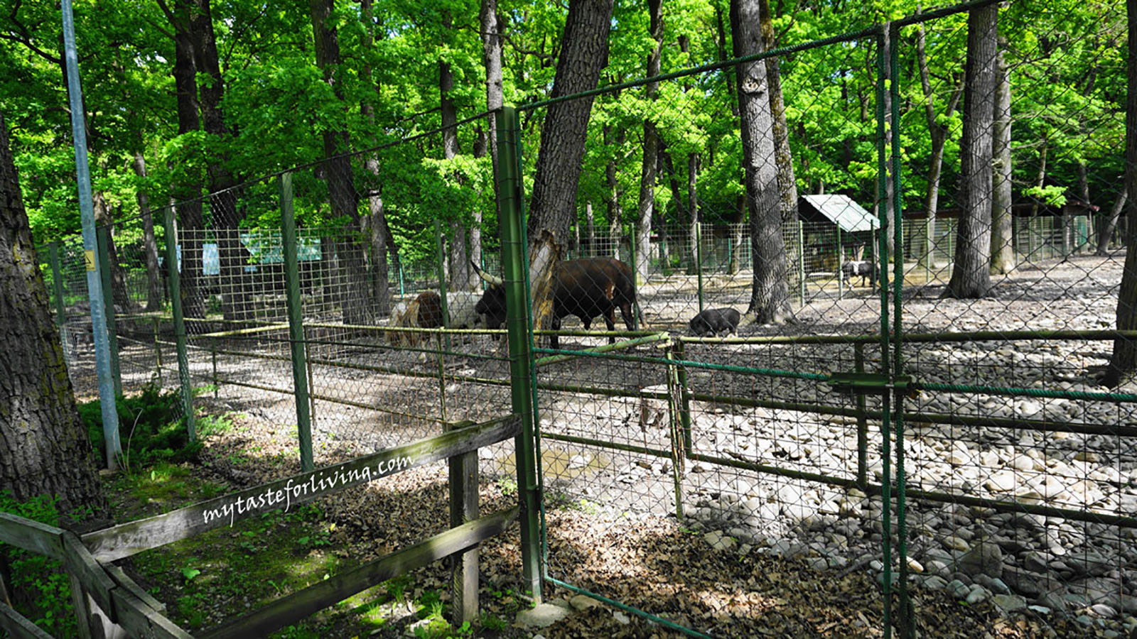 The zoo in Pitesti, Romania, is located in the natural Forest Park "Trivale" and it was definitely a pleasant destination to visit.